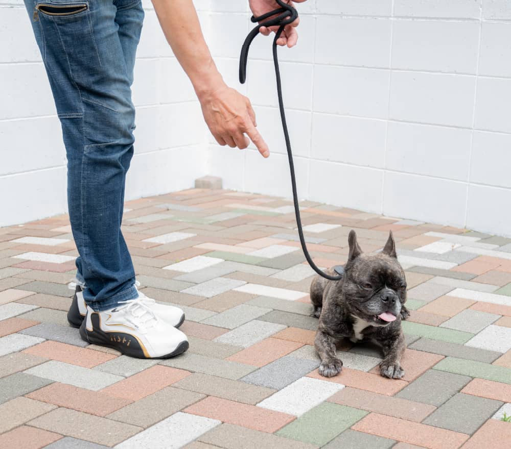 愛犬のお悩み問題行動解決します